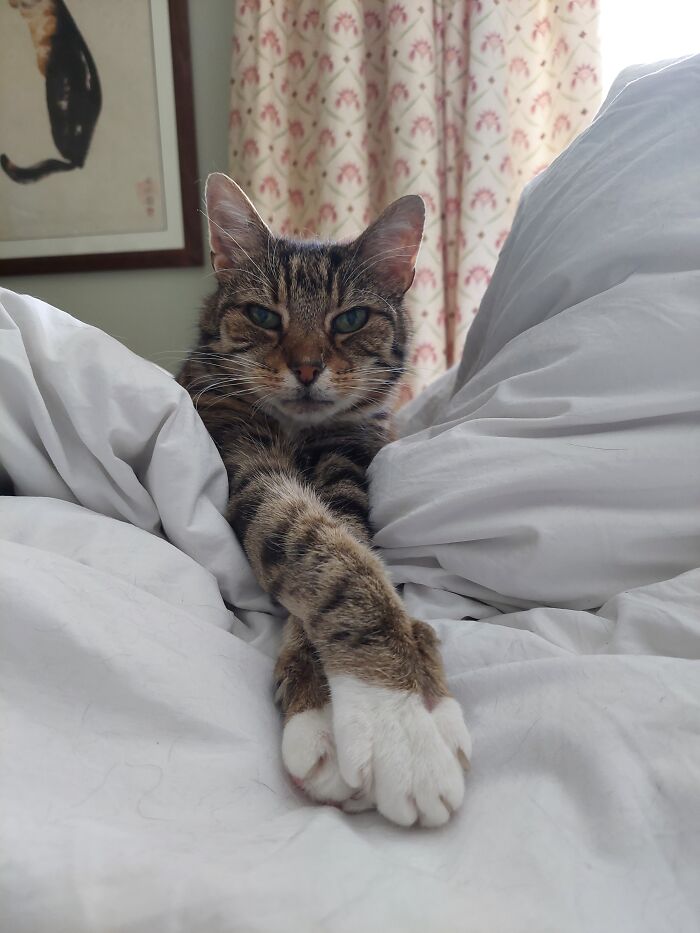 Humphrey: Housemate, Overlord, Bed Hog