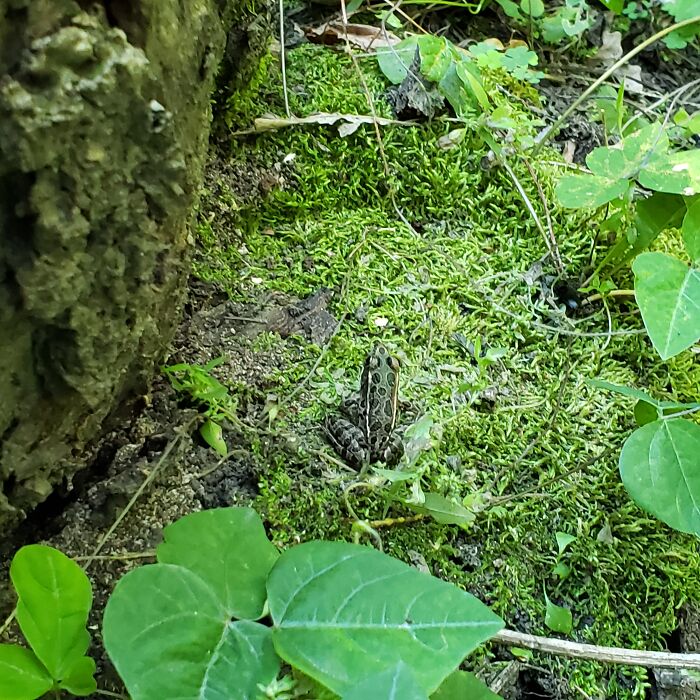 Tons Of These Lil Guys Down In The Hollow At The State Park
