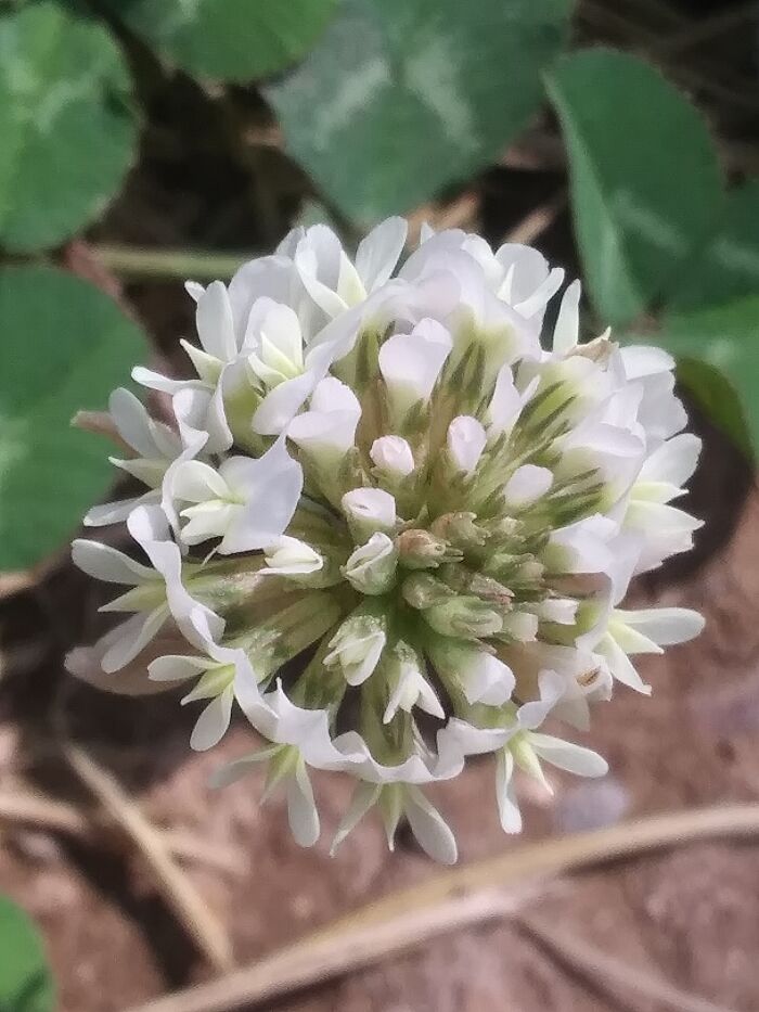 Little Flower By A Tree Near My School