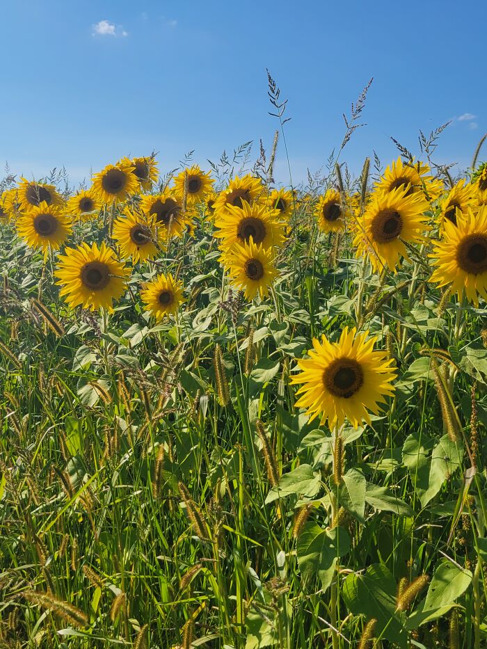 A Field Of Sunflowers