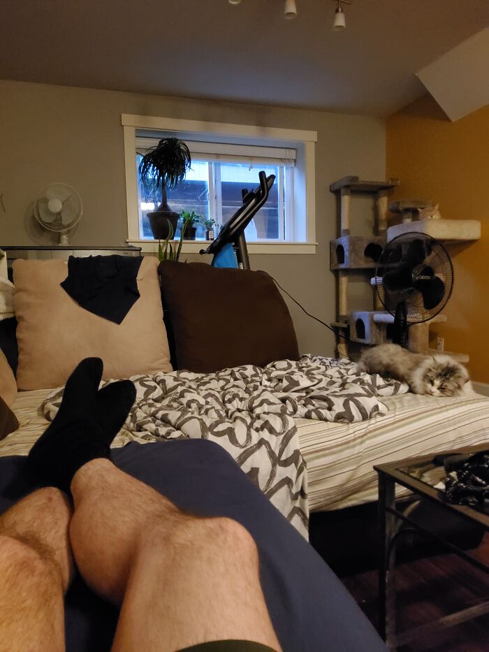 Cat Sitting. This Is The Semi-Feral Rescue Cerium, Who Doesn't Like Being Around People Very Much, So This Was A Nice Moment. Brother Zen Looking On