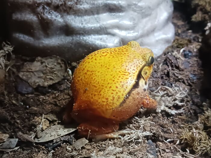 Angry Boy, Always Puffed Up And Angry