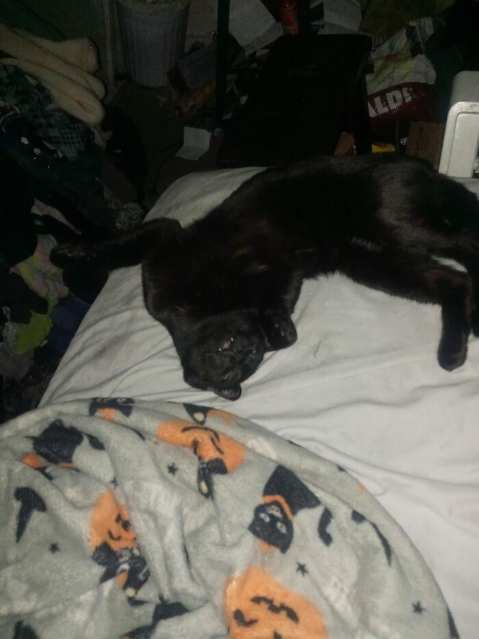 My Cat Sleeping In One Of His Many Odd Positions!