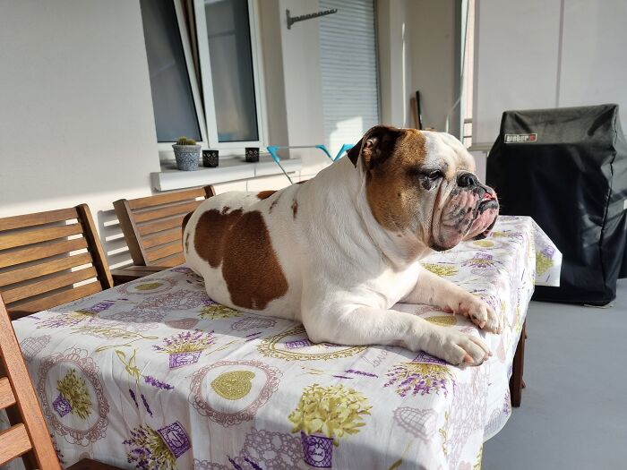 Today At Lunchtime. She Likes This Spot When It's Sunny