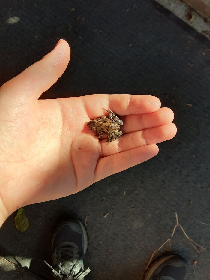 Wood Frog At My New House In Duluth