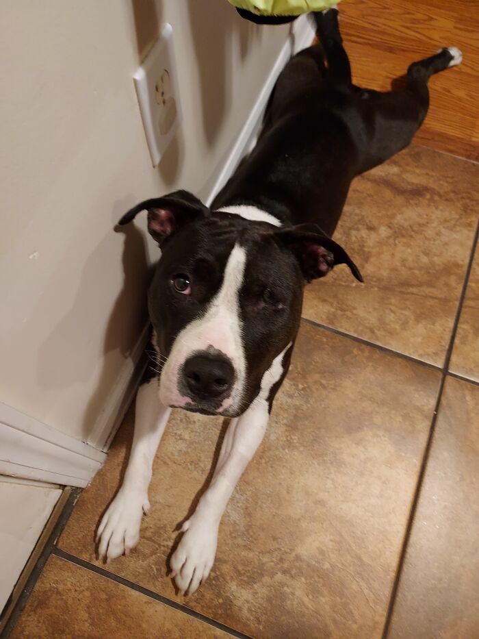 Minnie, Our One Eyed Cannonball Shaped Bundle Of Love