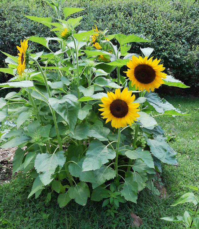 Murdered By Squirrels A Month After This Photo