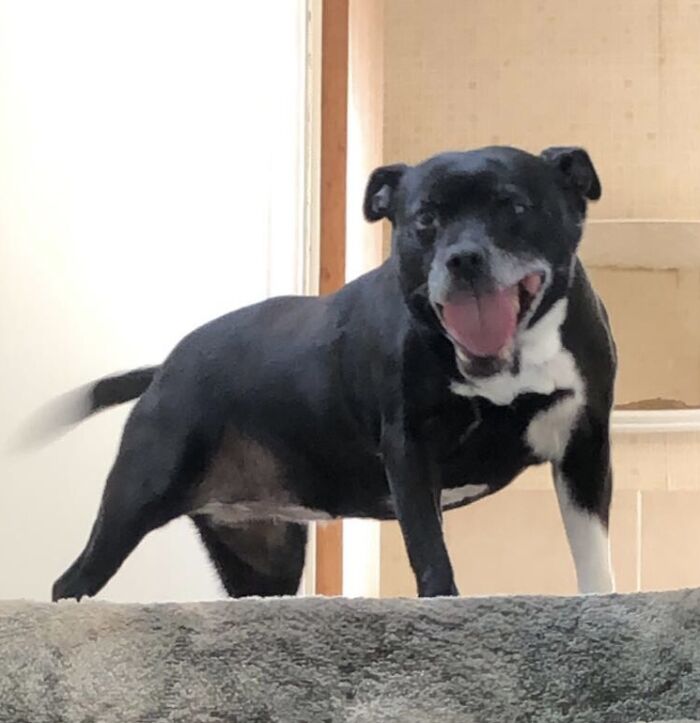 Molly The Rescued Staffordshire Bull Terrier Approx 12 Years Old - She Is Always Happy So All Photos I Have Are Blurred