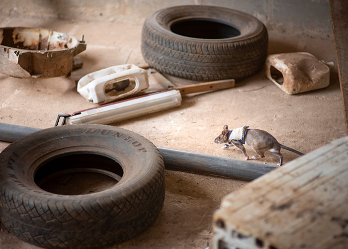 These Rats With Tiny Backpacks And Microphones May Soon Become The Heroes Of Search And Rescue Operations