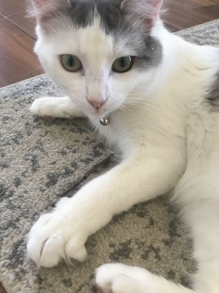 The Names Bondi, James Bondi. She Also Has A Bow Tie So Feel Free To Draw That Instead Of The Bell. She Is Also Cuddling Her Stick