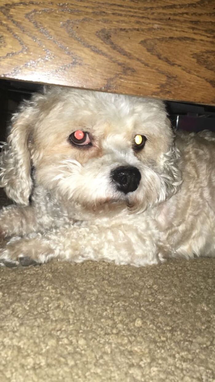 My Sweet Izzy. It’s Been A Few Months Since She Crossed The Rainbow Bridge. She Did So Back In March From Congestive Heart Failure Or Kidney Failure. My Current Kitten Who Is About Six Months Was Born In March. ❤️ The Doggo Is Ruby And She Crossed The Rainbow Bridge A Few Years Ago. She Was A Cavachon Which Is A Cavalier King Charles Spaniel Bichon Frise Mix