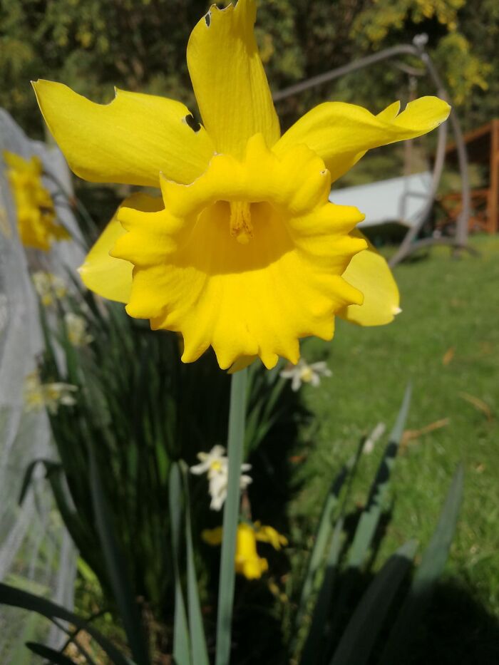 Daffodil
