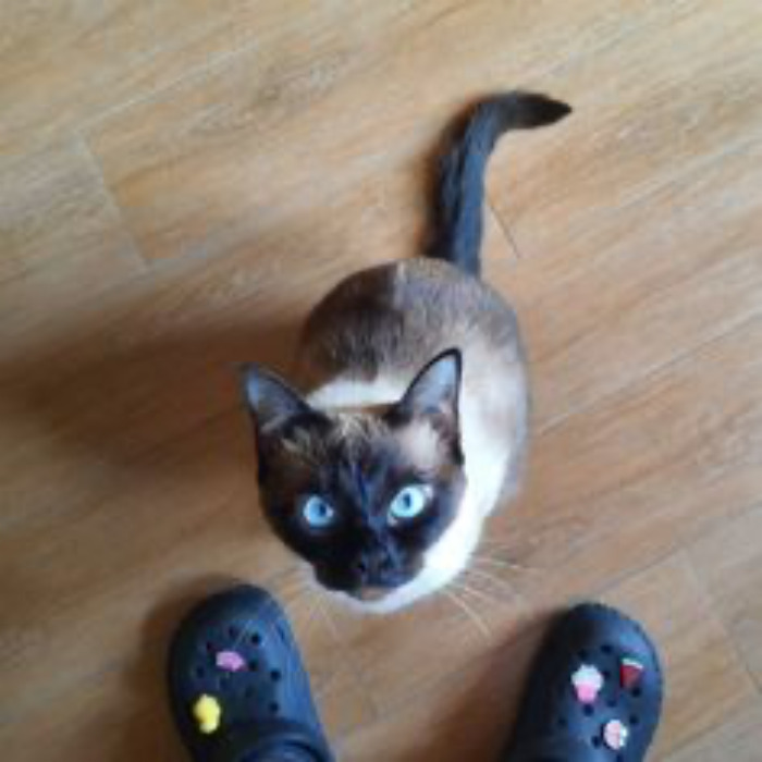 If Your Feeling Down, Here’s 14 Pictures Of My Cat. If Your Feeling Down, Here’s 14 Pictures Of My Cat.