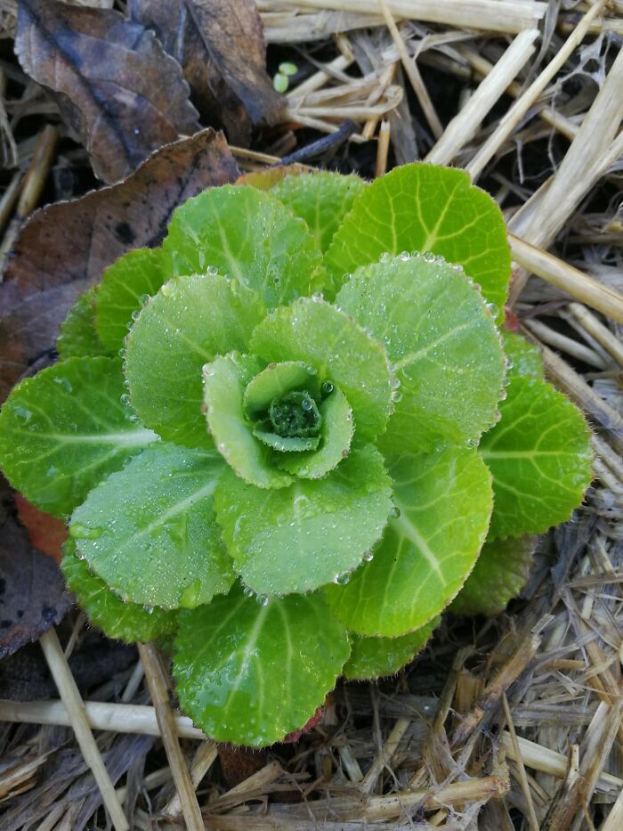 Silverbeet. It's All Gone To Seed Now Though