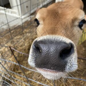 knightsofren1105 avatar