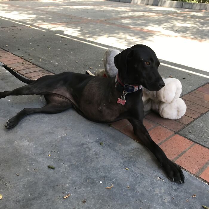 Jetta Who Lost Her Leg At 1.5 Yrs. Didn’t Slow Her Down A Bit. She Jets Around With Her Stuffed Animal In Her Mouth. Loves People
