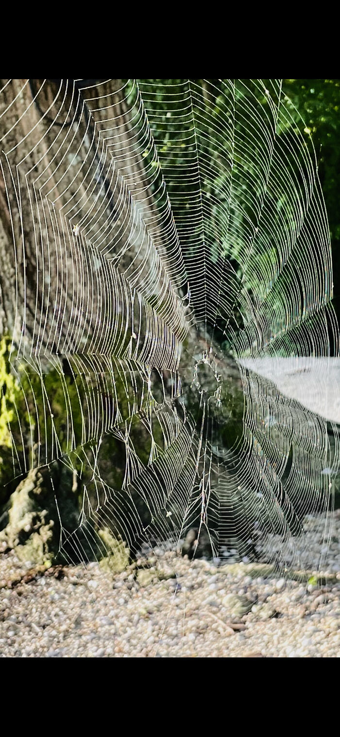 Morning Web