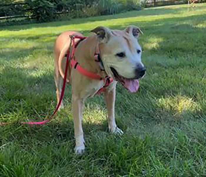 Senior Dog Returned To Shelter After 12 Years To Be Put Down Is Now Living Her Best Life After Vet Adopts Her Senior Dog Returned To Shelter After 12 Years To Be Put Down Is Now Living Her Best Life After Vet Adopts Her