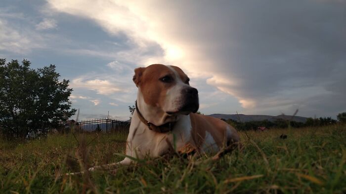 The 5 Most Crucial Life Lessons My Pitbull Dog Dina Taught Me (32 Pics)