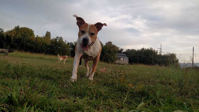 The 5 Most Crucial Life Lessons My Pitbull Dog Dina Taught Me (32 Pics)