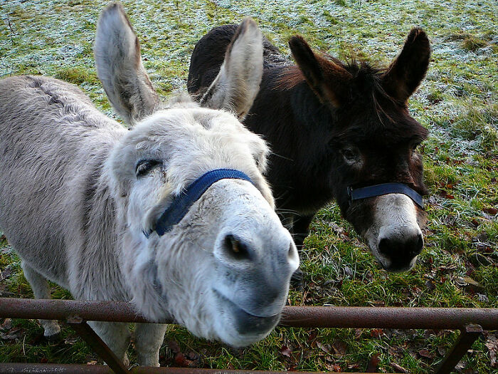 Two donkeys wearing halters behind a metal gate on a grassy field, highlighting unexpected actions that could be crimes.