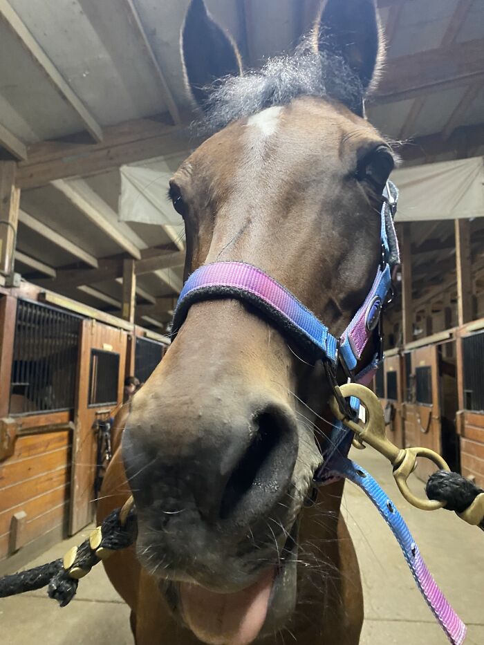 Not Super Strange But Look At Her Little Pony Face