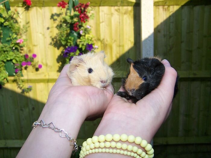 Two guinea pigs held in hands outdoors with flowers and a wooden fence in the background, related to committing a crime.