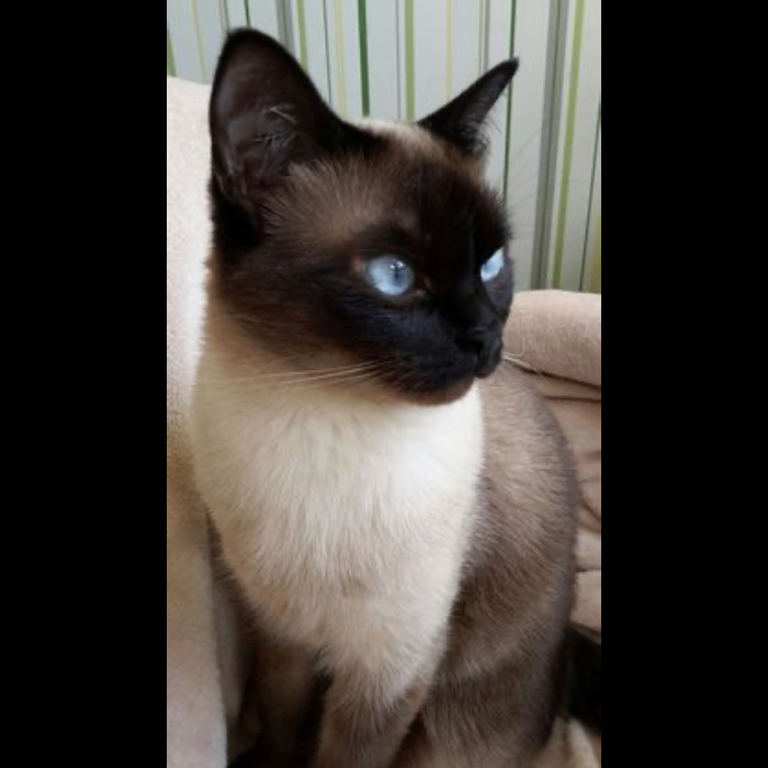 If Your Feeling Down, Here’s 14 Pictures Of My Cat. If Your Feeling Down, Here’s 14 Pictures Of My Cat.