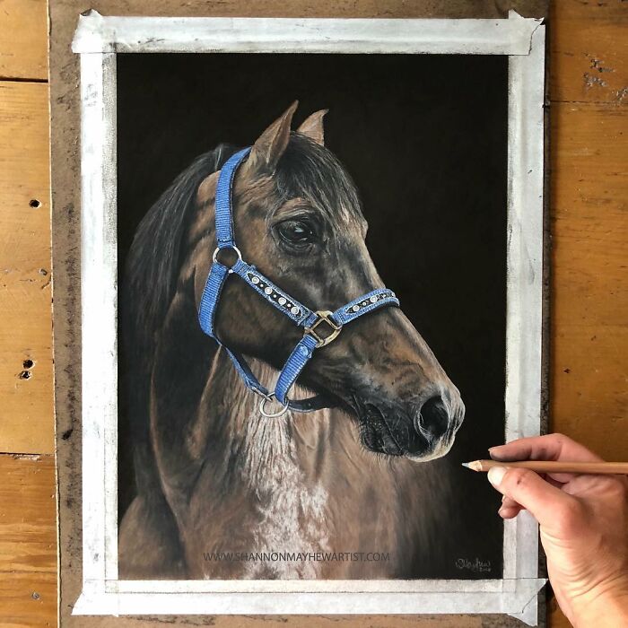 I Create Hyperrealistic Pencil Drawings Of Animals