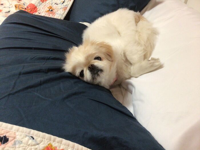 Taffy. 14 Years Old With Arthritis. Has Been Getting Carried Up And Down The Stairs Like A Princess For Four Years Now