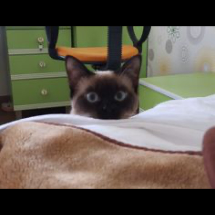 If Your Feeling Down, Here’s 14 Pictures Of My Cat. If Your Feeling Down, Here’s 14 Pictures Of My Cat.