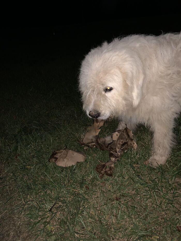 My Dog Eating A Bag Covered In German Potato Salad That He Stole