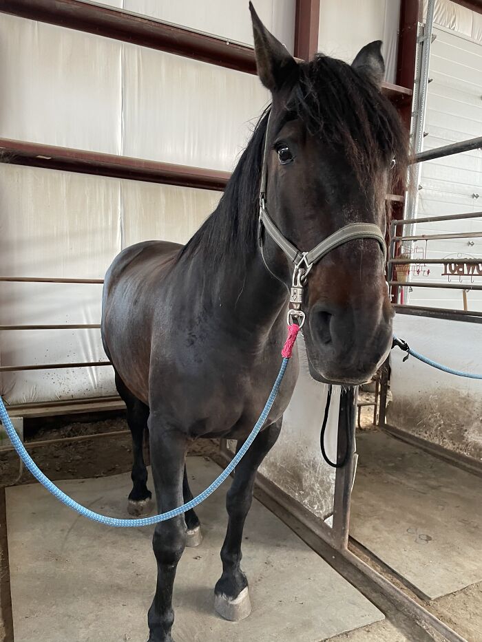 Equine Therapy. C-Ptsd And Asd Helper. Brax The Gentle Giant