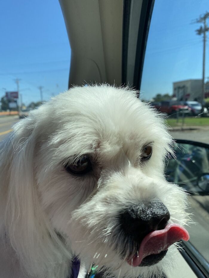 My Senior Shih Poo - Post Haircut - Still Not Looking A Day Over Two (Almost 12 Y/O)