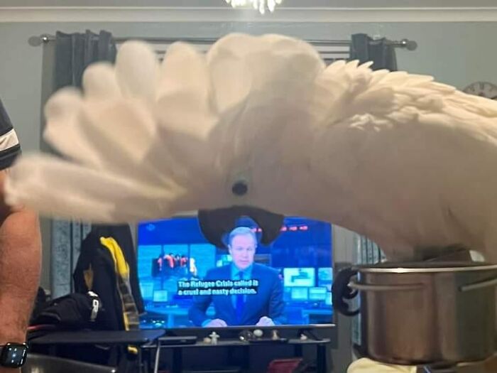 Accidental-Surrealism-Photos