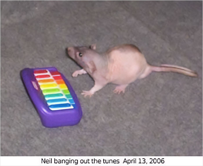 Wikipedia-Out-Of-Context-But-Its-Made-Up-Twitter