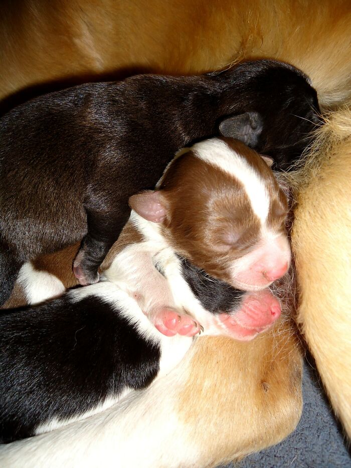 Newborn puppies sleeping closely together, illustrating comfort and care in entertaining it doesn't work like that stories.