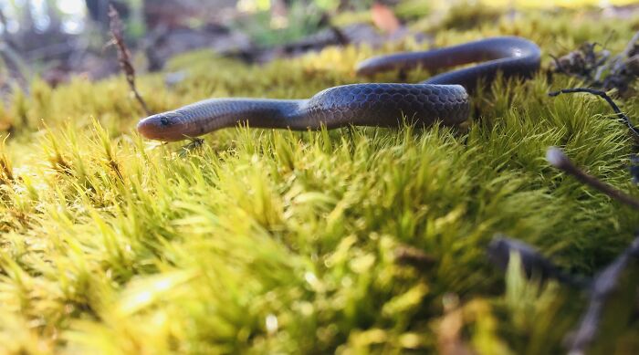Look, It’s A Dirt Noodle!