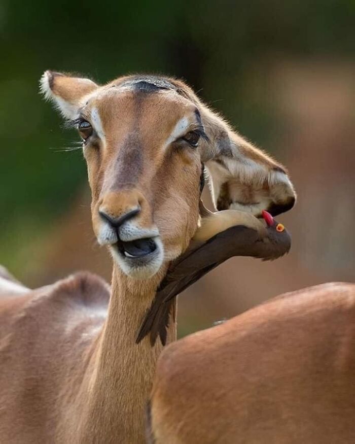 Accidental-Surrealism-Photos