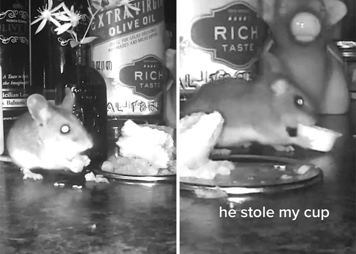 Woman Makes Gourmet Meals For A Mouse That Lives In Her Wall, Goes Viral On TikTok With More Than 18M Views
