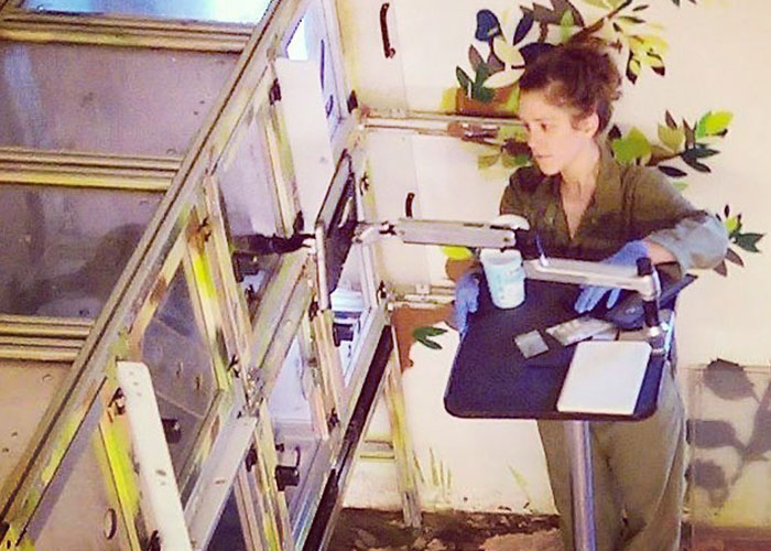 These Rats With Tiny Backpacks And Microphones May Soon Become The Heroes Of Search And Rescue Operations