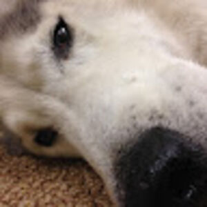 veronicakennedy avatar