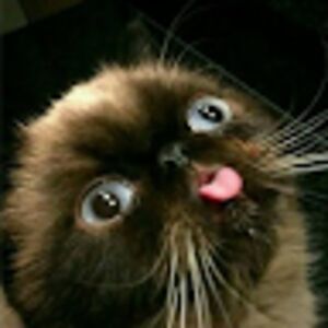 acatwithakeyboard avatar