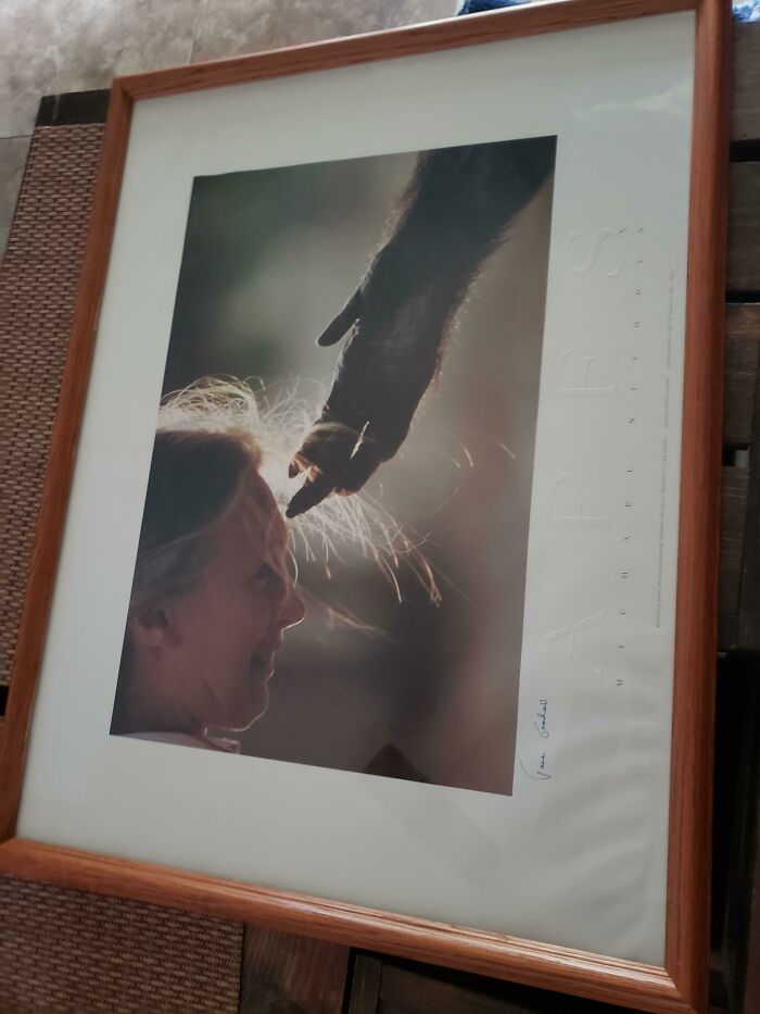 Impresión autografiada de Jane Goodall por 3$