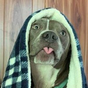 brandywestmoreland84 avatar