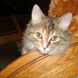 debrasherwood avatar