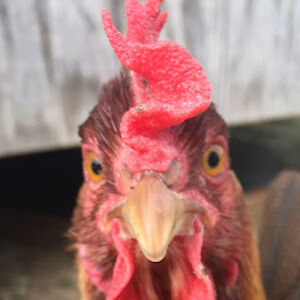 asaanderson_1 avatar