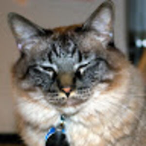 meghanoconnor_1 avatar