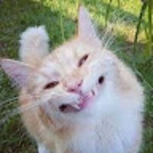 Smiley_Cat