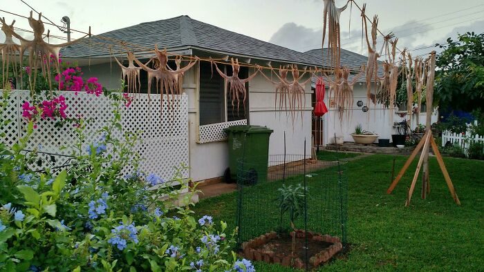 Looks Like My Neighbor Went Spearfishing